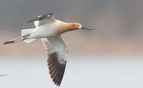 World Migratory Bird Day (May 9,2020)