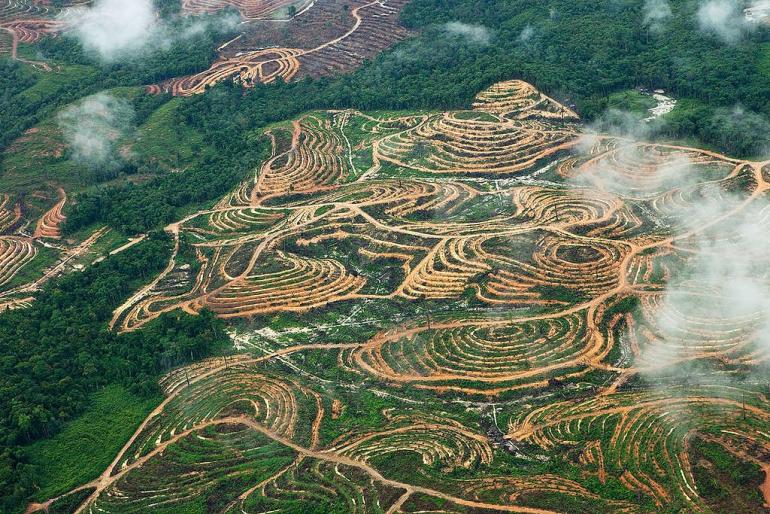 Deforestation by increasing palm oil plantations and the launch of the food estate program will adversely affect the indigenous Papuan communities in Indonesia.  