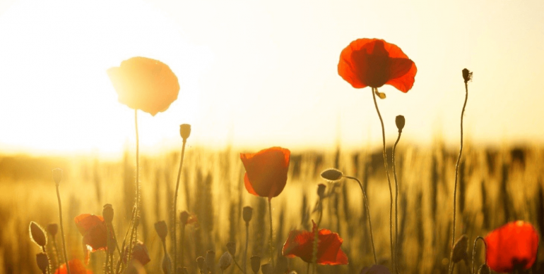 Pope to pray for victims of war and violence on All Souls Day Pope Francis says the festivity on 2 November is an occasion to pray, in a special way, for all victims of war and violence.
