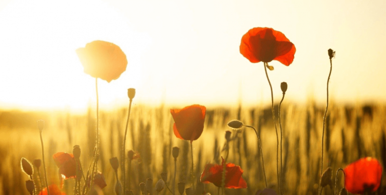 Pope Francis says the festivity on 2 November is an occasion to pray, in a special way, for all victims of war and violence.