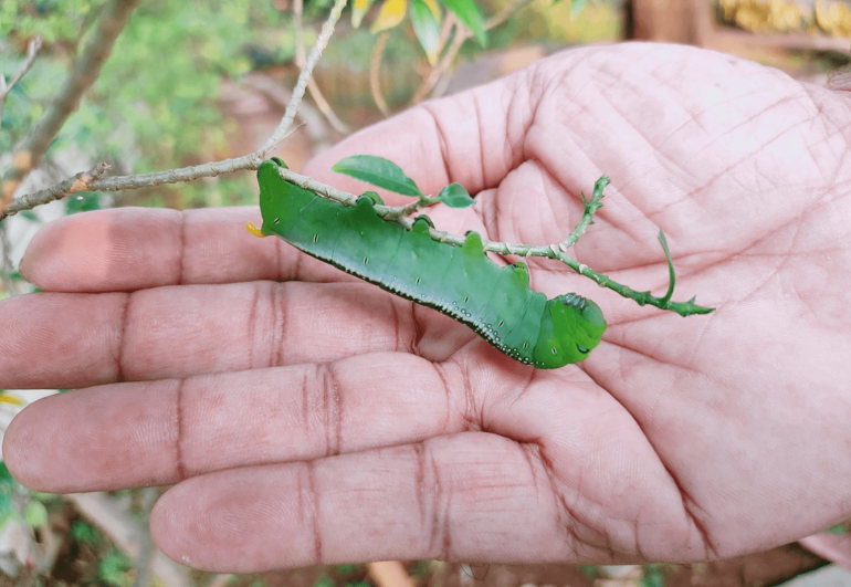 The Spirituality of ‘a little’ versus ‘the more’ Father Ittoop Panikulam, SVD, seeks to incarnate hope reflecting on the life of Jesus – littleness can make all the difference.