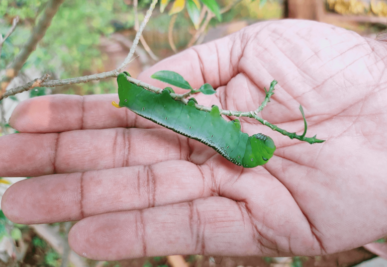 Father Ittoop Panikulam, SVD,  seeks to incarnate hope reflecting on the life of Jesus – littleness can make all the difference.  