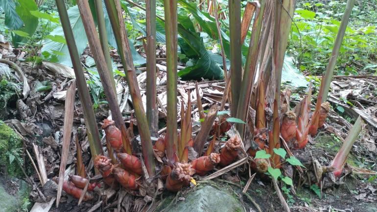 Black Cardamom tree
