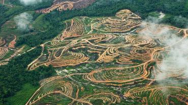 Deforestation by increasing palm oil plantations and the launch of the food estate program will adversely affect the indigenous Papuan communities in Indonesia.  