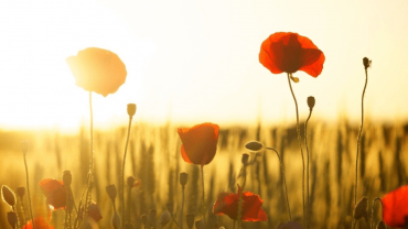 Pope Francis says the festivity on 2 November is an occasion to pray, in a special way, for all victims of war and violence.