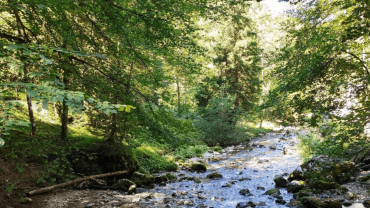 A special e-book features forewords by Pope Francis and UN Secretary General Guterres. Titled "Laudato si' Reader. An Alliance of Care for Our Common Home," the work presents reflections and reactions to the encyclical Laudato si' around the world. From 12 November it will be available as a free download from the website of the Dicastery for Integral Human Development, which promoted its publication through Libreria Editrice Vaticana (LEV).