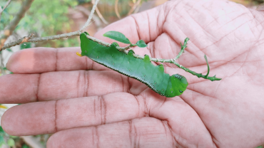 Father Ittoop Panikulam, SVD,  seeks to incarnate hope reflecting on the life of Jesus – littleness can make all the difference.  