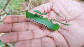 Father Ittoop Panikulam, SVD,  seeks to incarnate hope reflecting on the life of Jesus – littleness can make all the difference.  