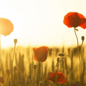 Pope Francis says the festivity on 2 November is an occasion to pray, in a special way, for all victims of war and violence.