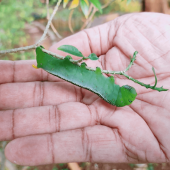 Father Ittoop Panikulam, SVD,  seeks to incarnate hope reflecting on the life of Jesus – littleness can make all the difference.  